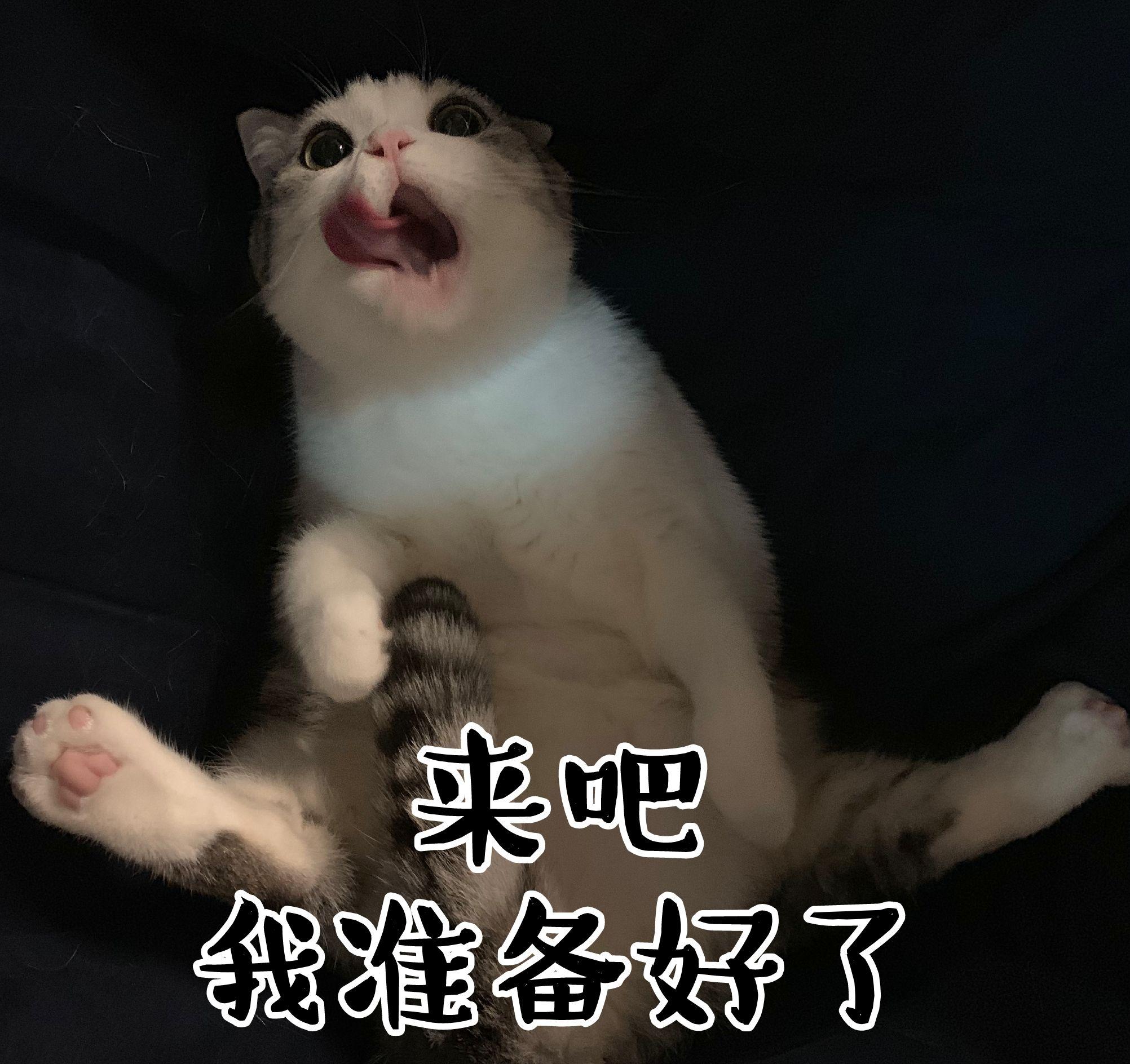 你们那些超可爱的二哈鸭子和猫的表情包哪来的呀