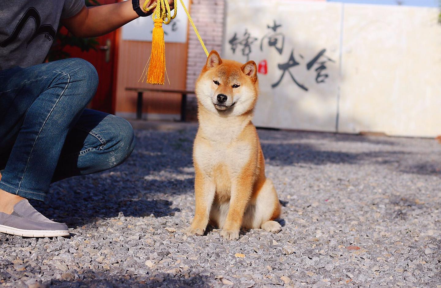 柴犬的一生 二 之尴尬期的柴犬 具体表现及饲养知识 知乎