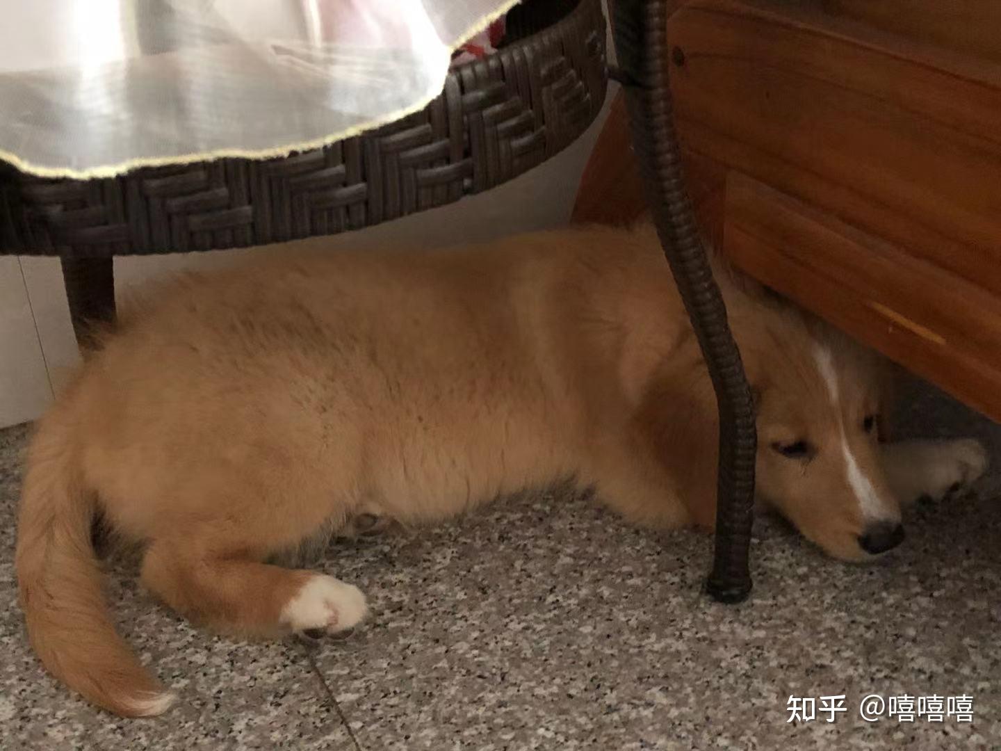 公边牧和母金毛的串什么样