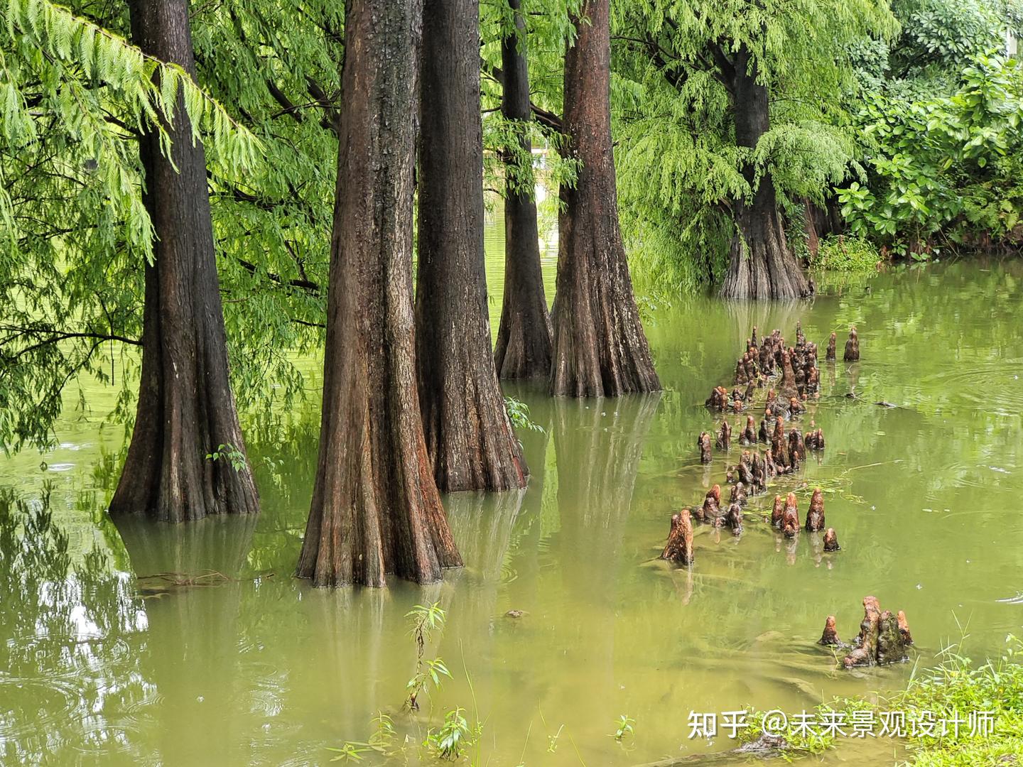 简单三步法快速区分水杉、落羽杉和池杉 - 知乎