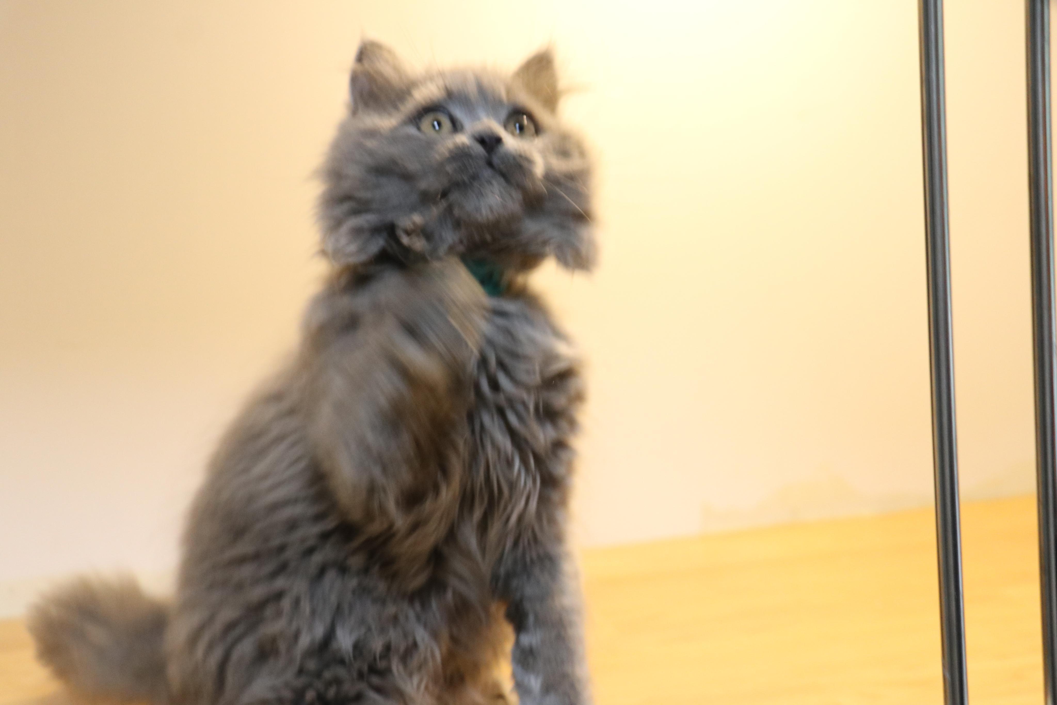 英短蓝猫长毛英长英国短毛猫