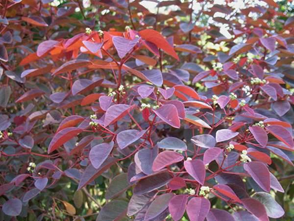 非洲黑美人紫锦木