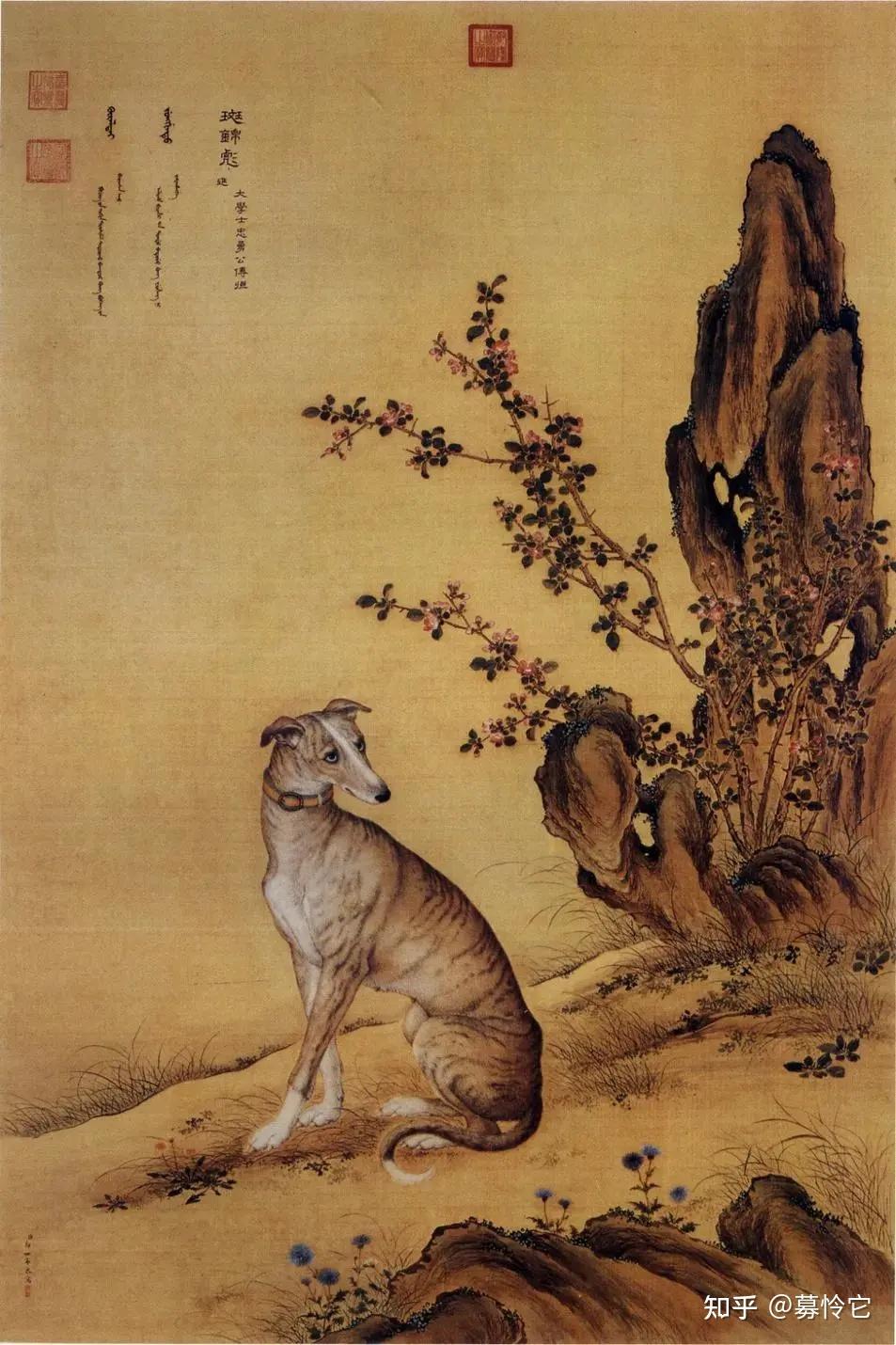 古代的狗长什么样? - 知乎
