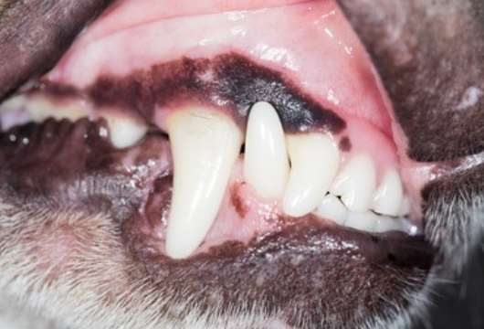 狗狗牙龈炎的主要症状有哪些? 