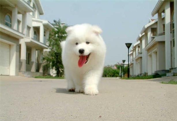 教学反AYX爱游戏 - 注册送彩金88元- 世界杯指定体育平台思《小老鼠爱健身