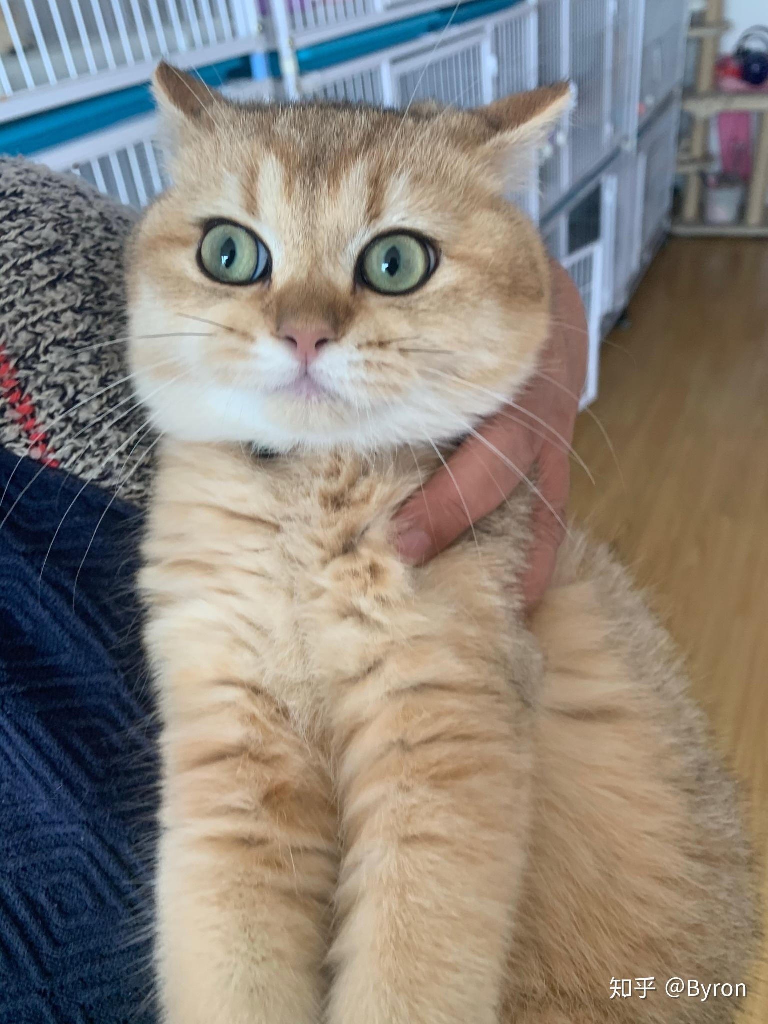 昨天刚买了一只金渐层公的,我想问这个品相值8000吗?