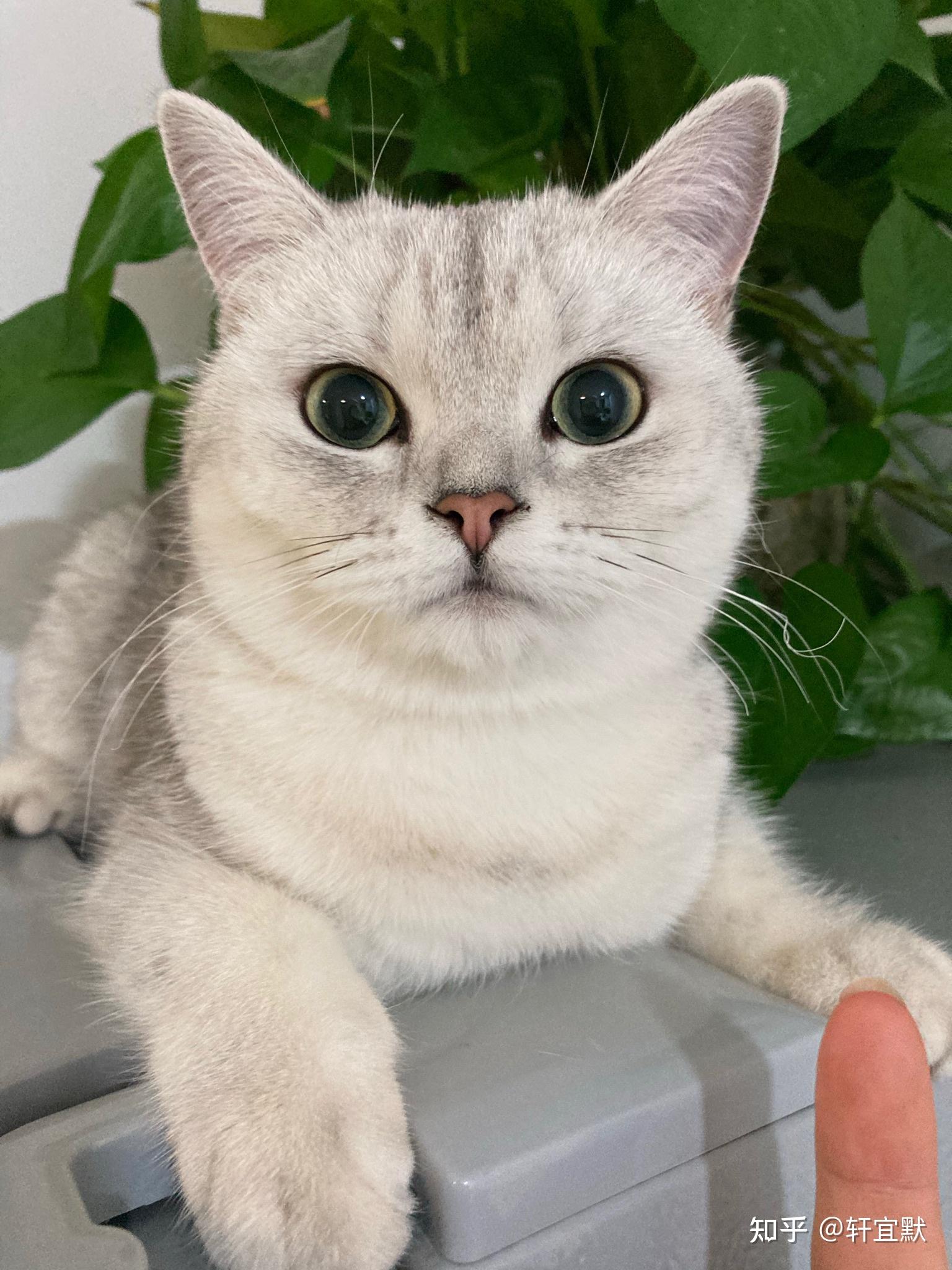 养了一只憨憨的猫咪是怎么样的体验? - 知乎