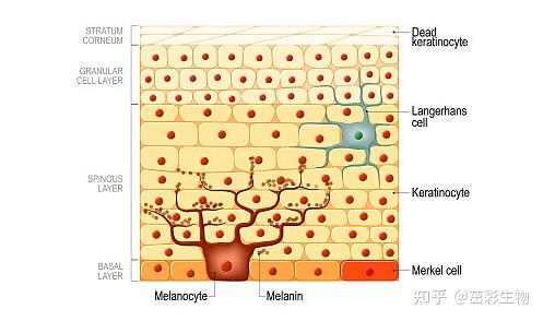 黑素瘤细胞黏附分子(MCAM) - 知乎