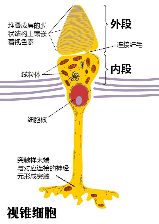 视网膜上有两种光感受器细胞—— 视杆细胞和 视锥细胞