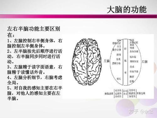 人脑是由大脑,小脑,脑干,间脑构成的?这几个区域分别在哪里?