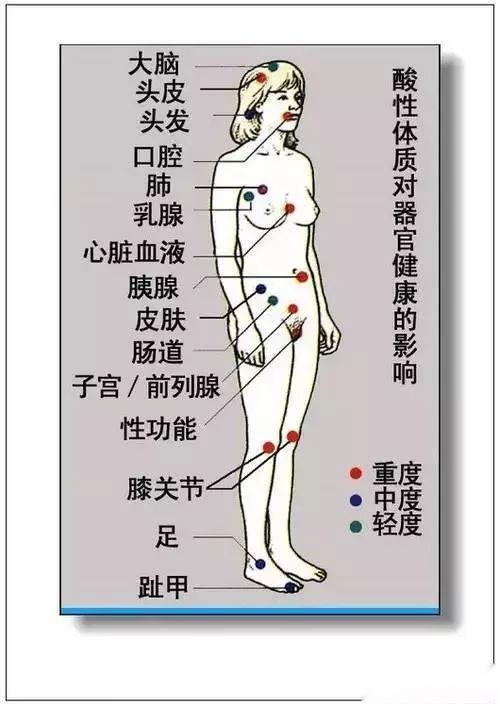 史上最全:人体内脏结构图,五脏六腑解剖图,人体经络图,青桐先生独家
