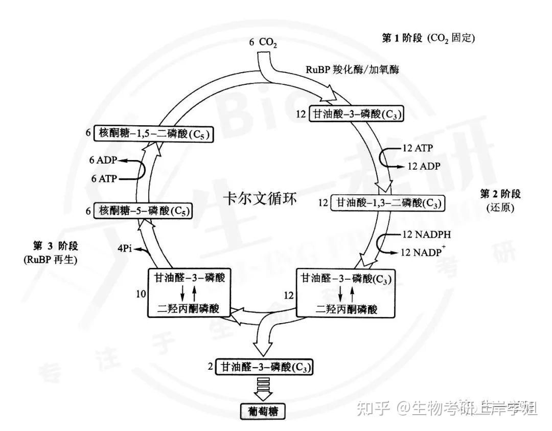 細胞生物學考研 思維導圖帶背之 半自主性細胞器 - 知乎