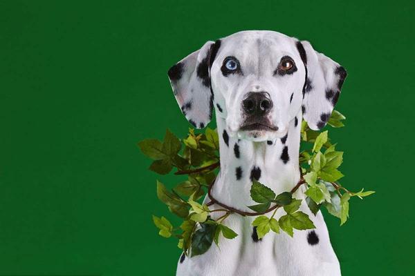 辨识度超高 几乎所有人都能一眼认出来的犬种 斑点狗 知乎