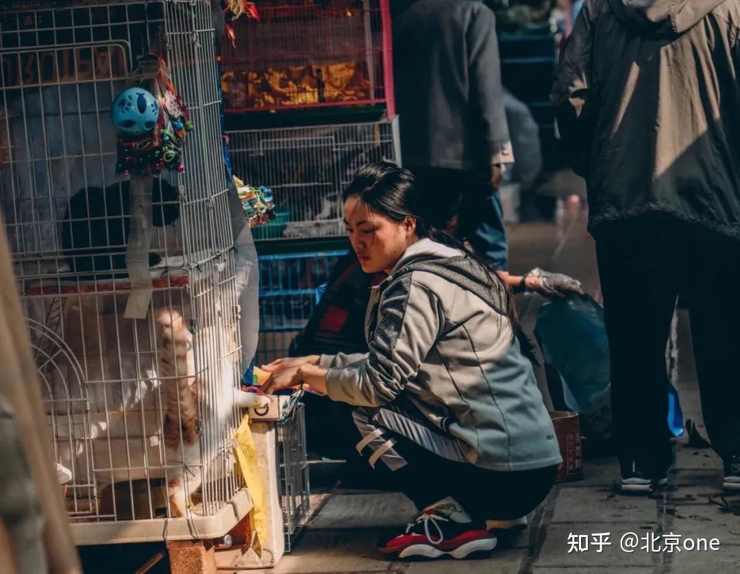 昆明景星花鸟市场图片