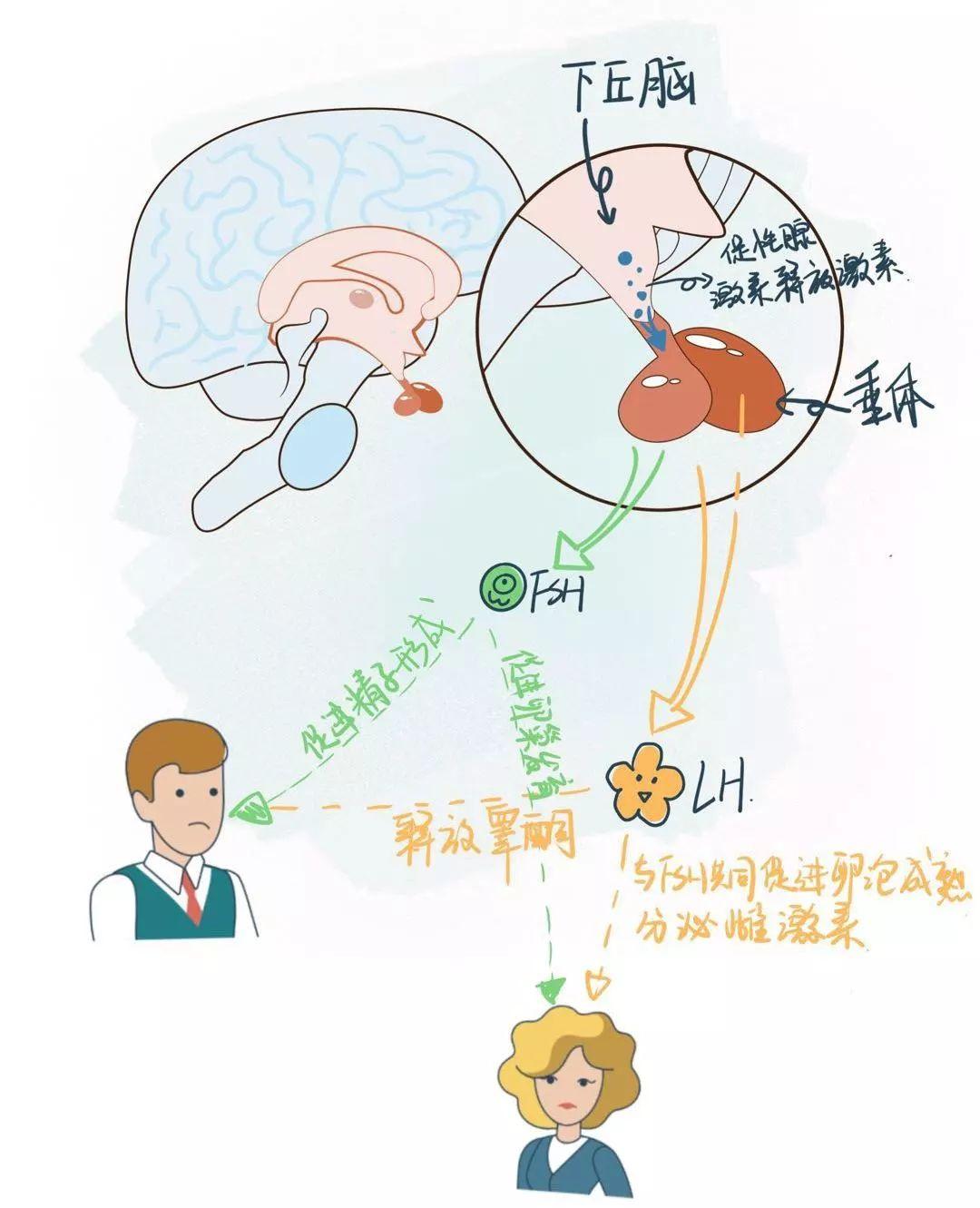 原因不能正常迁徙,定位于下丘脑,从而导致下丘脑