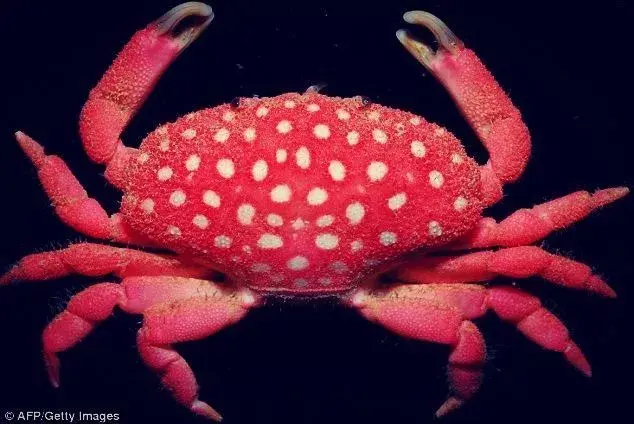 红色的海蟹图片