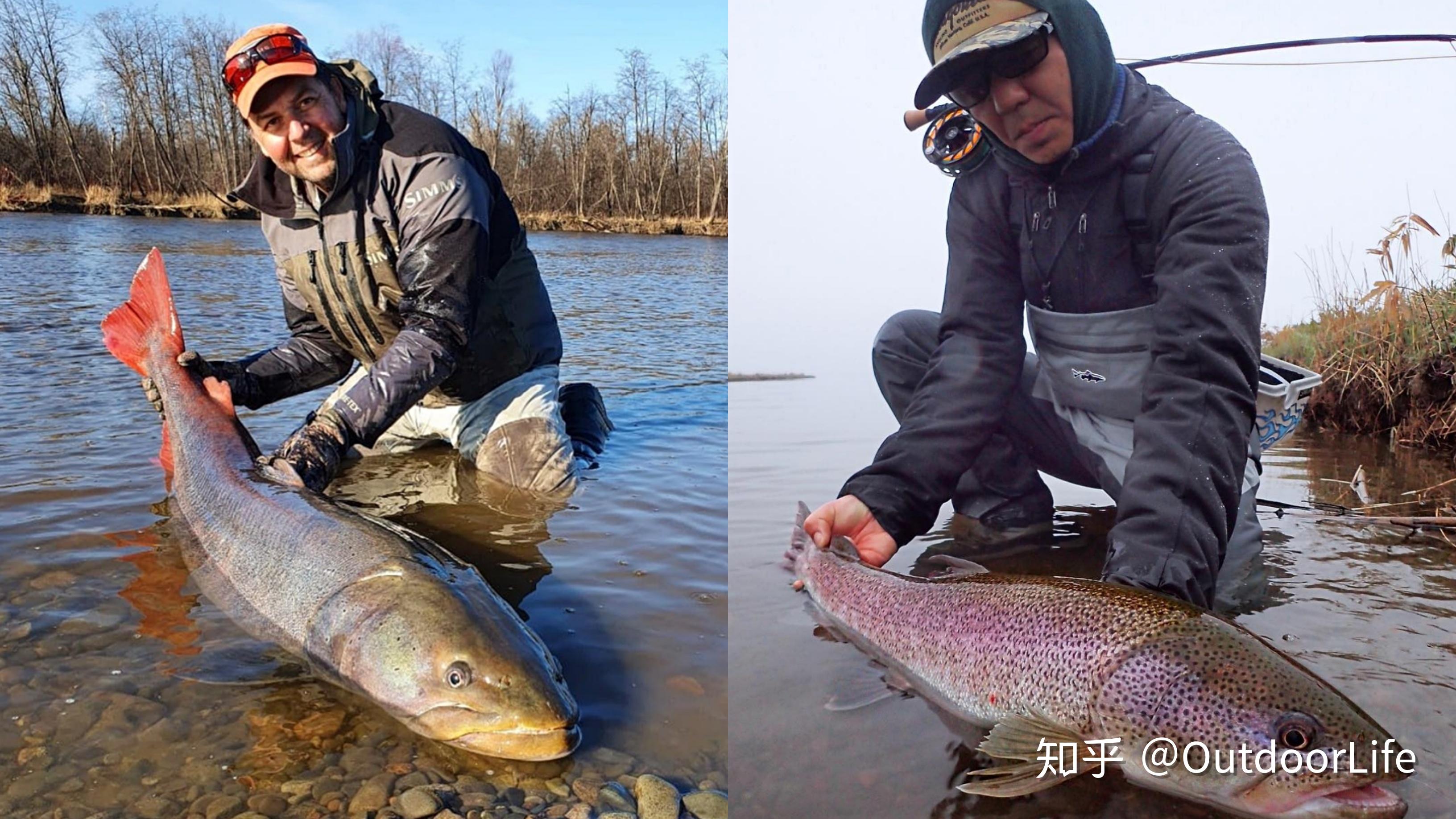 哲羅鮭和遠東哲羅魚,哲羅鮭有標誌的大紅尾巴,而遠東哲羅魚全身佈滿