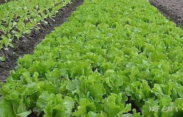 什么时候种植生菜 v2-efaaea907bdc3a824916d532e4892ae4_r.jpg