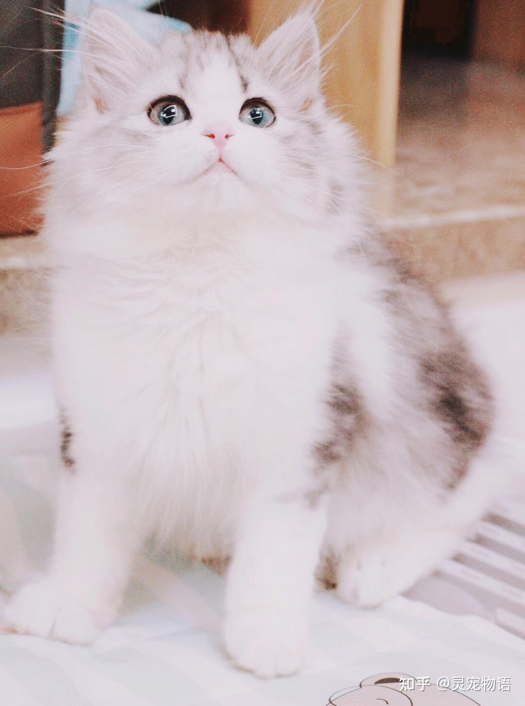 发情期间的猫都有哪些症状