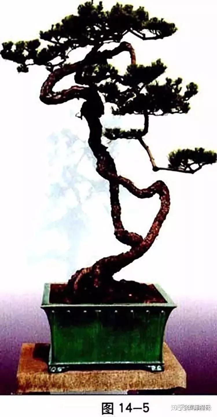 盆景人感悟自然式造型是盆景创新的必由之路