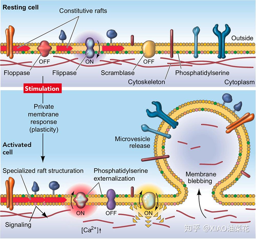 2.1 vesicle formation