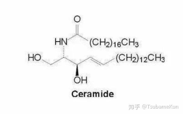 什么是"神经酰胺"