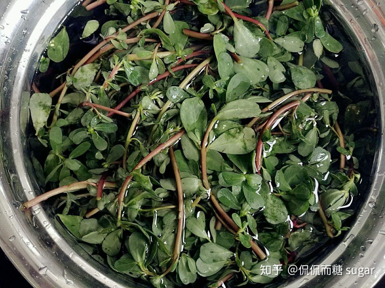 马齿苋纯露 维生素b6祛痘心得分享