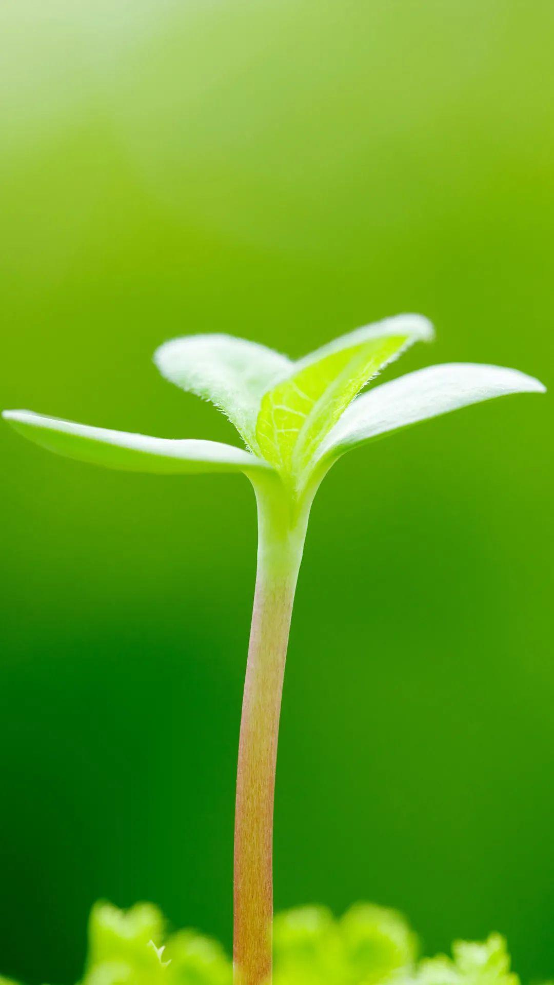 有没有那种春天感觉的壁纸