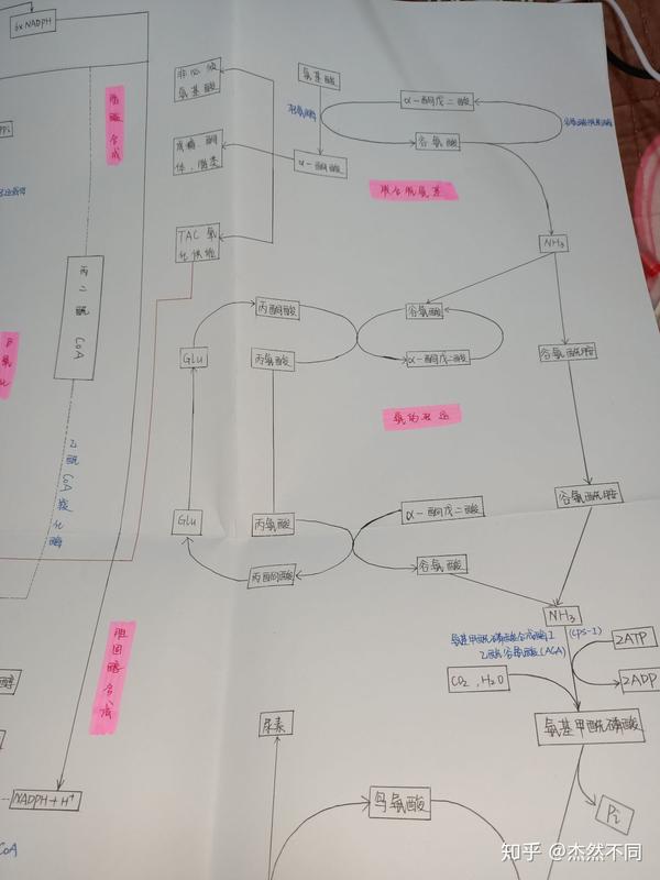 生化代谢图 - 知乎