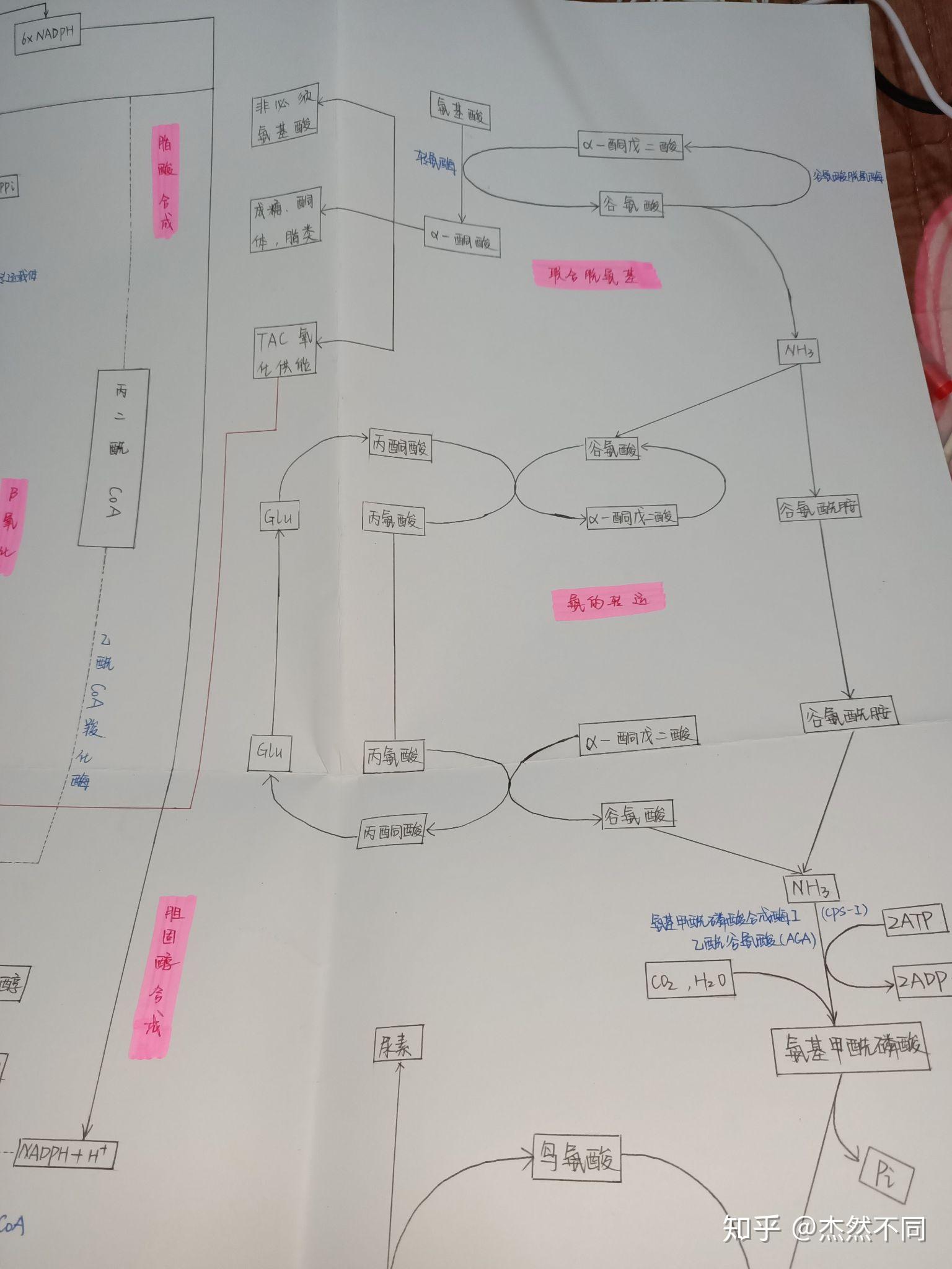 生化代谢图 - 知乎