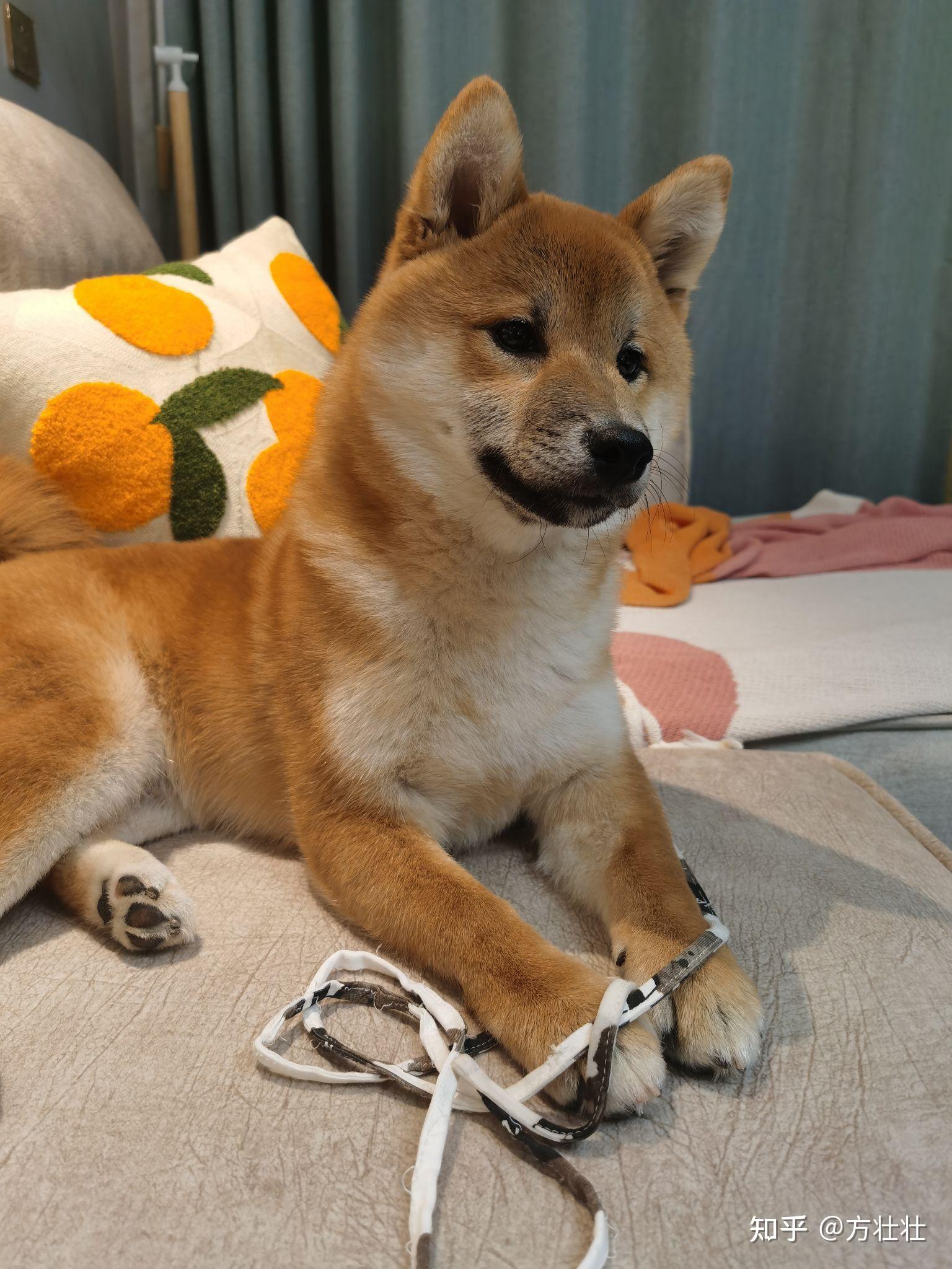 你们的小柴犬花多少钱买的