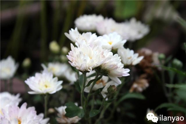 千頭菊採用多顆種植時,扦插時間可推遲至7月中旬