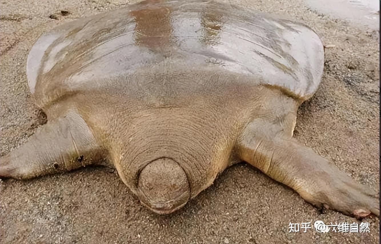 广东潮州发现罕见野生鼋,容易被认为是巨型甲鱼,两者级别不一样 - 知乎
