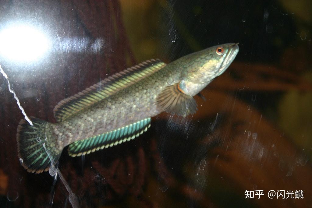 这是什么鱼头部像蛇又像鲶鱼又没胡须身上有鳞