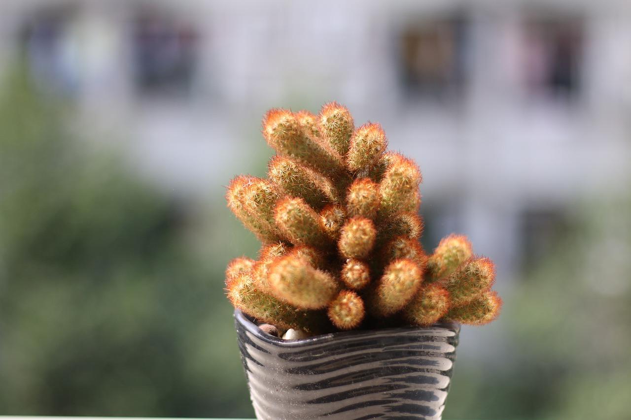 仙人掌多少种类