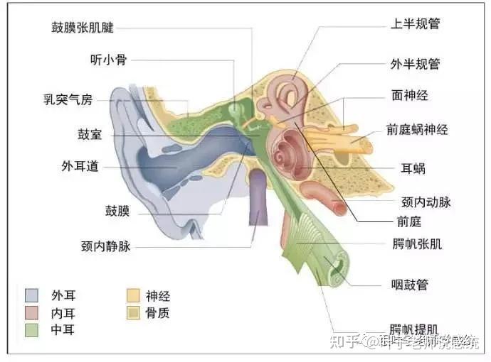 乳突副突解剖图图片