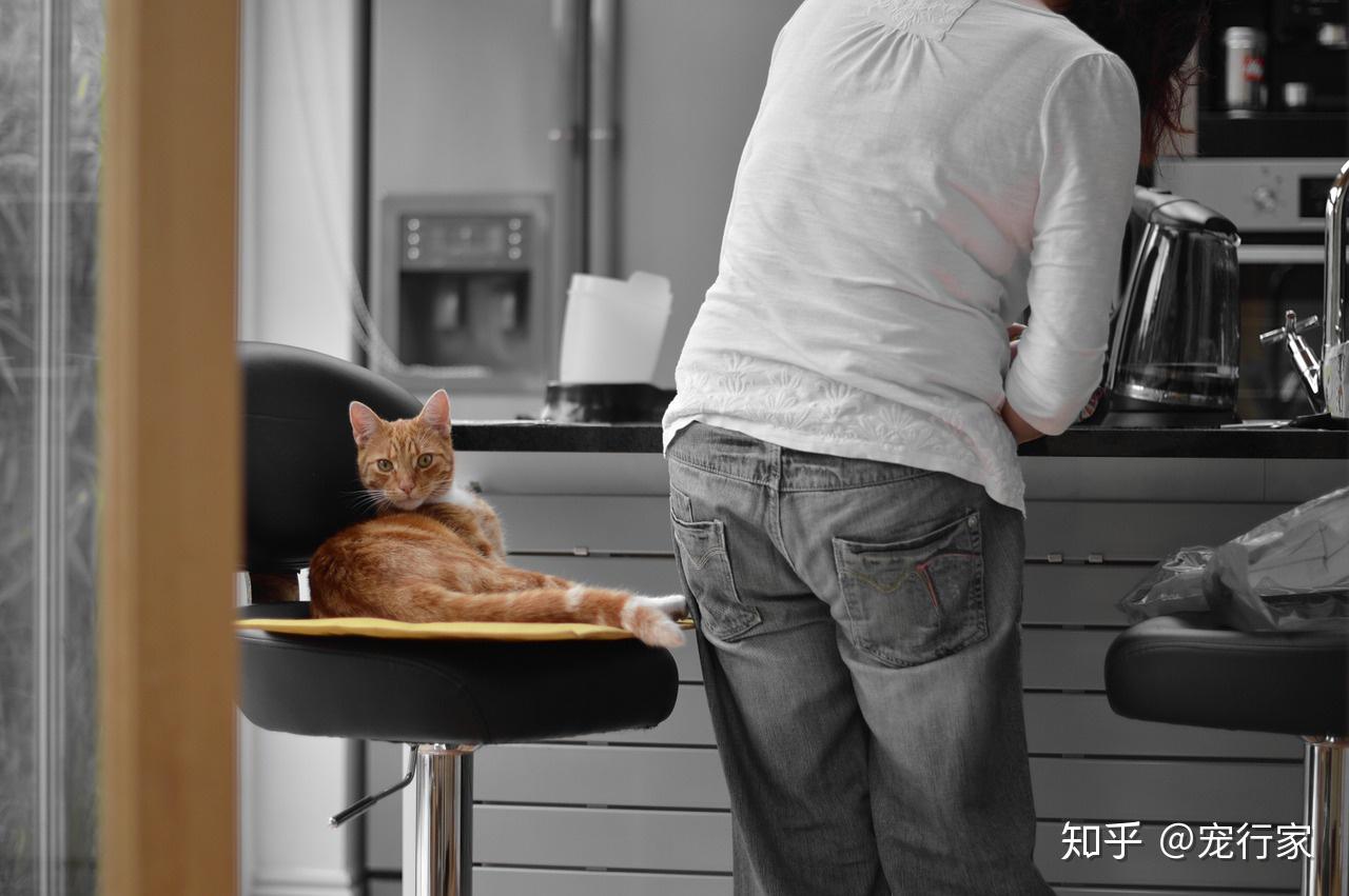 从猫的消化道生理谈:猫咪为什么更适合“少食多餐”的饮食模式? - 知乎