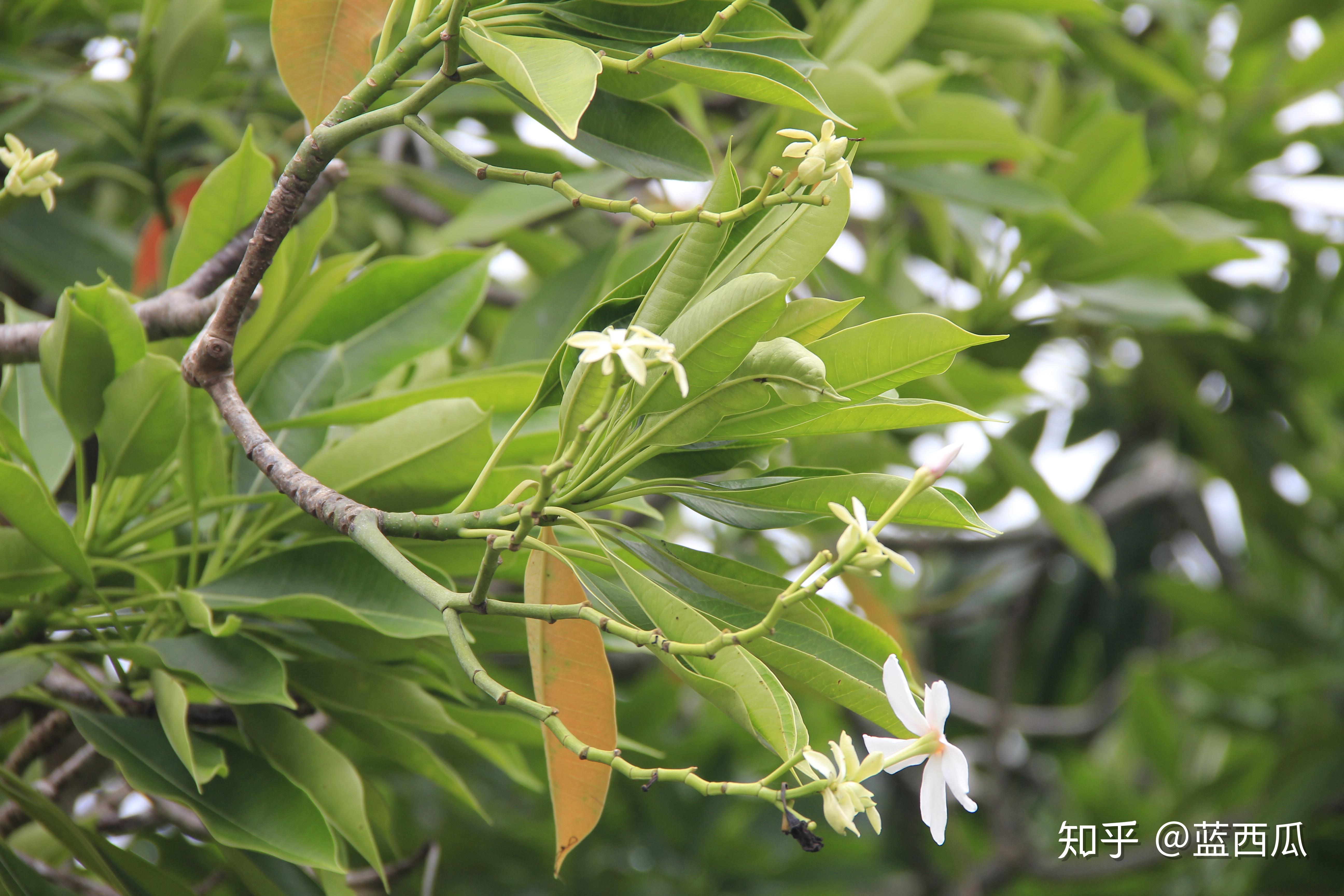 半红树植物夹竹桃科