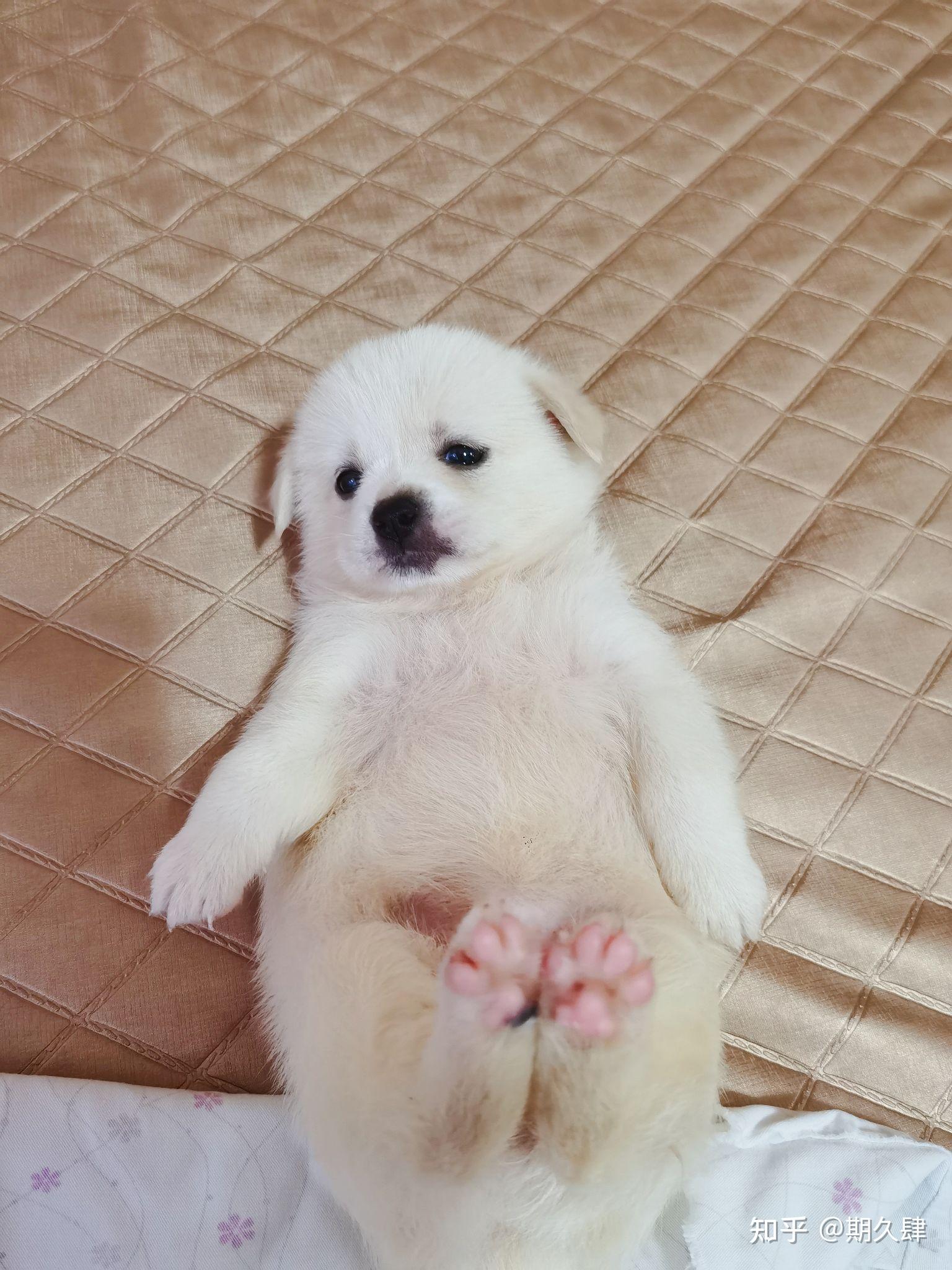 南昌小奶狗找领养