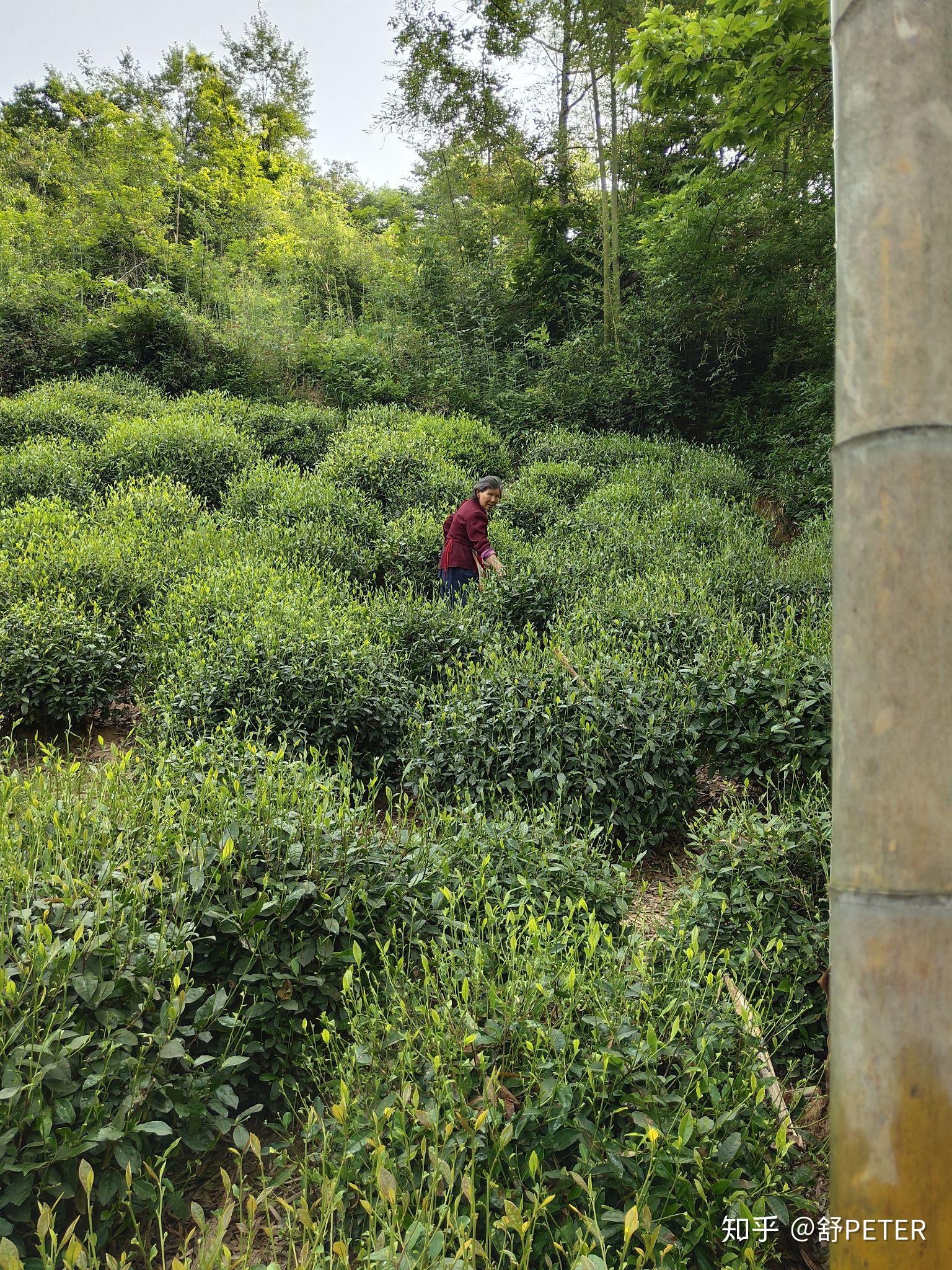 母亲节陪母亲采六安瓜片茶