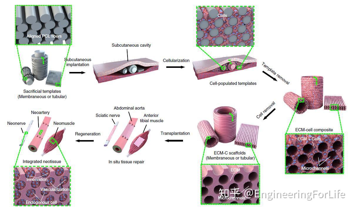 【再生医学前沿】Nature子刊：体内构建带有诱导结构的细胞外基质支架引导组织定向再生 - 知乎