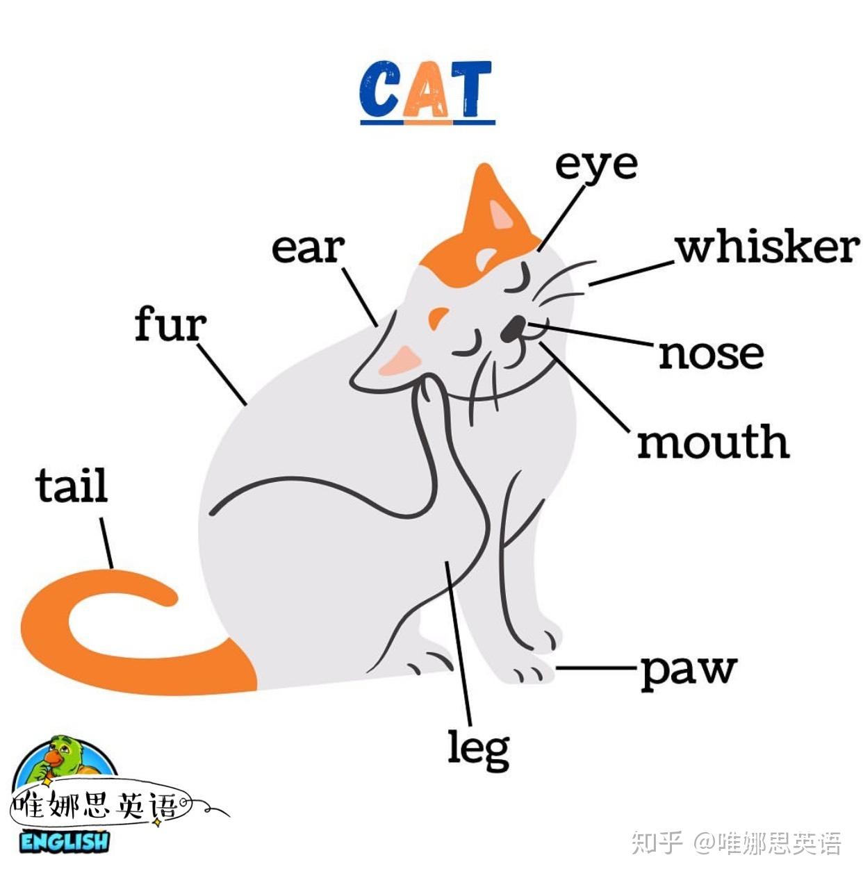 猫咪英文 - 知乎
