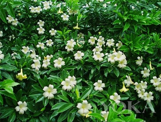 六,非洲茉莉非洲茉莉原名灰莉,它和茉莉花可是完全不一样的科种哦!
