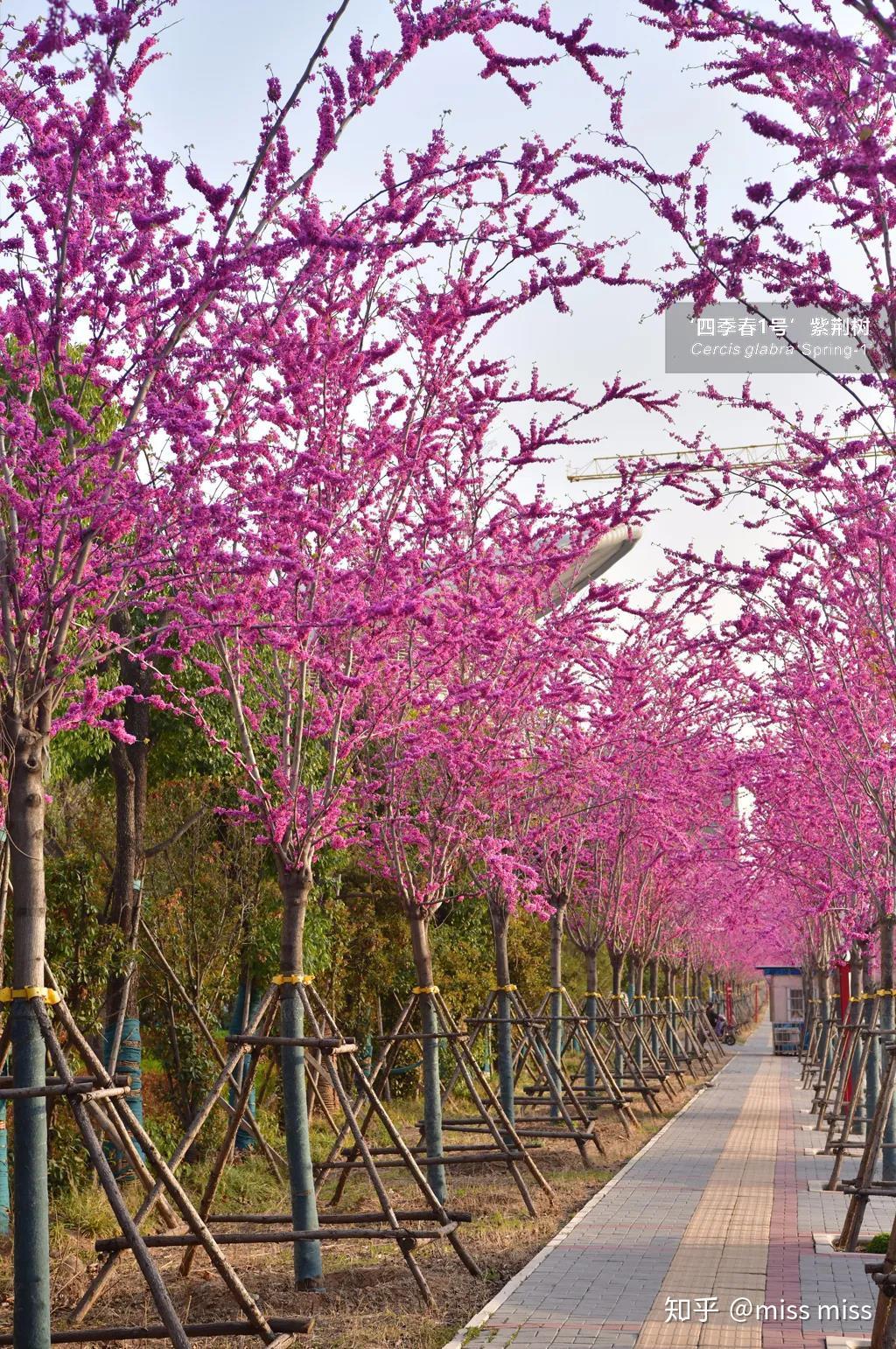 这条四季春1号花荫大道美得无可附加