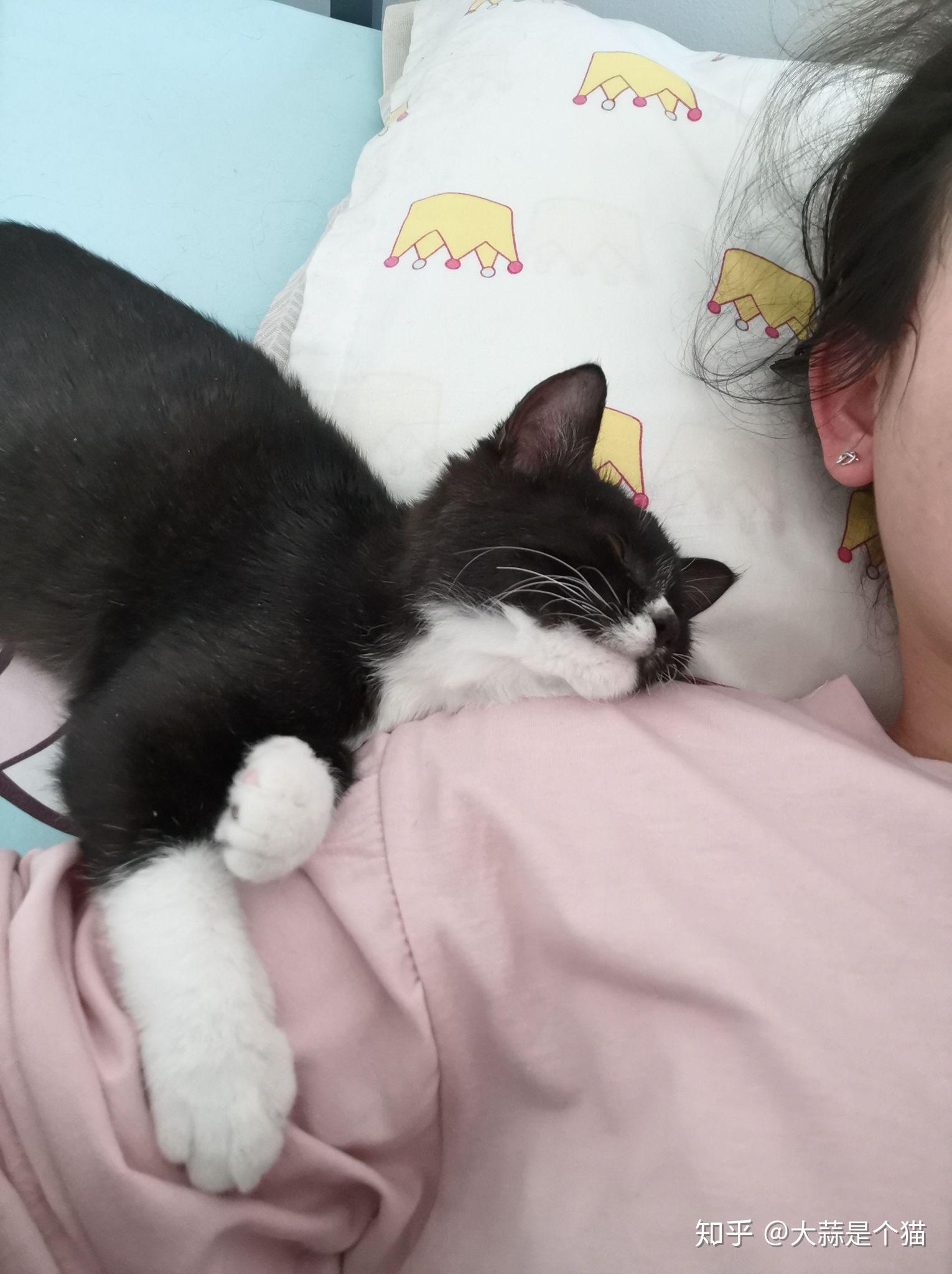 怎么自己在家给猫咪剃毛 v2-eff9ac764e110e14580309a5e7bd0984_r.jpg