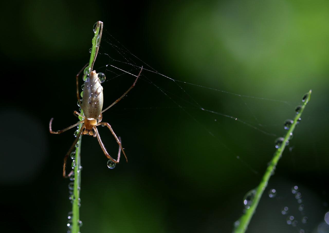 4. 安全驱虫方法