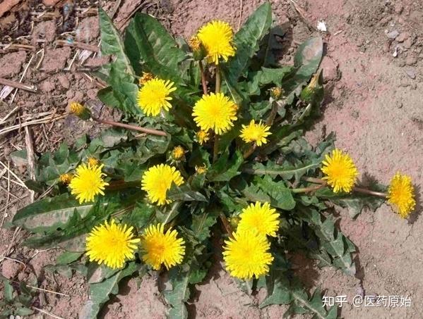 带你识别蒲公英 - 知乎