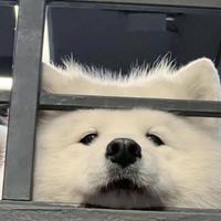 Zhihu profile picture for @accomplished