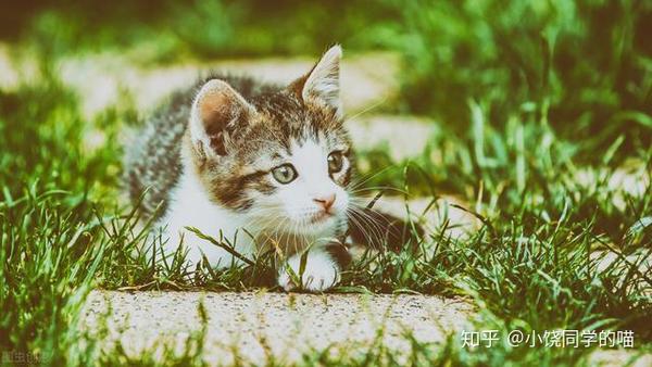 猫咪不能接触的植物 对猫有害的植物 猫咪不能吃的水果