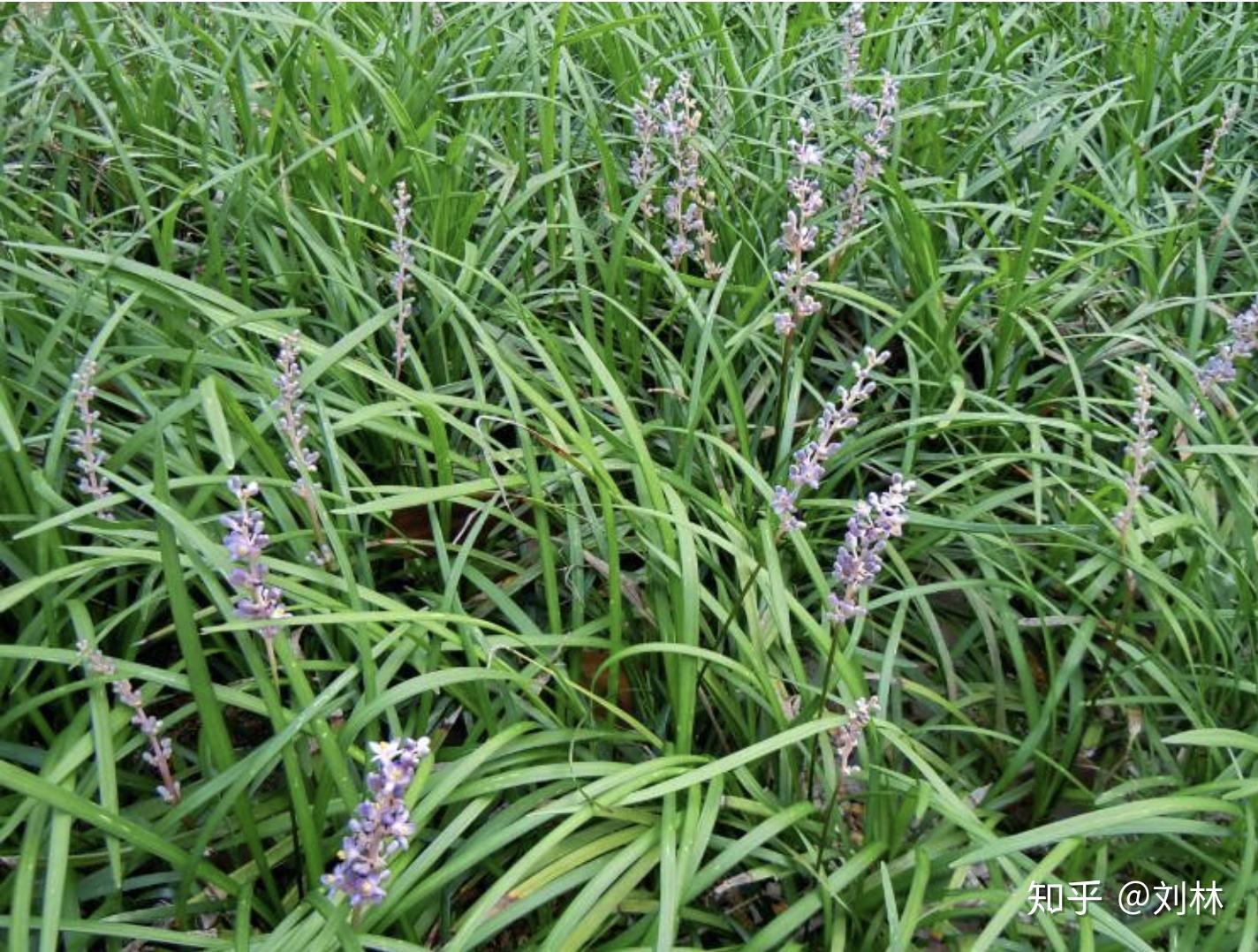 4)"有木焉,其状如榖(gǔ)而黑理,其花四照.其名曰迷榖,佩之不迷".